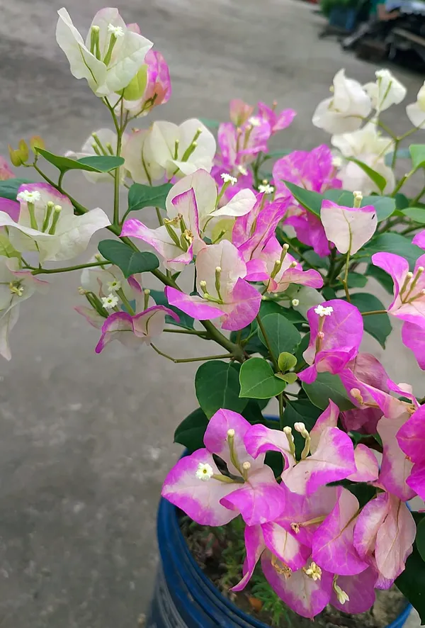 Mary_Palmer_Bougainvillea_Plant_For_Gardening