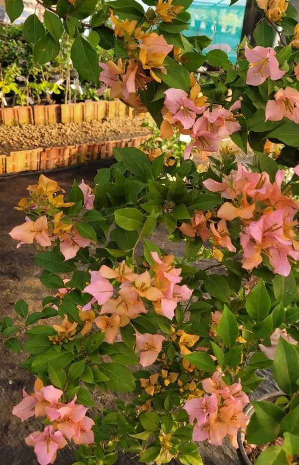 Hugh_Evans_Verigated_Bougainvillea_Plant_For_Gardening