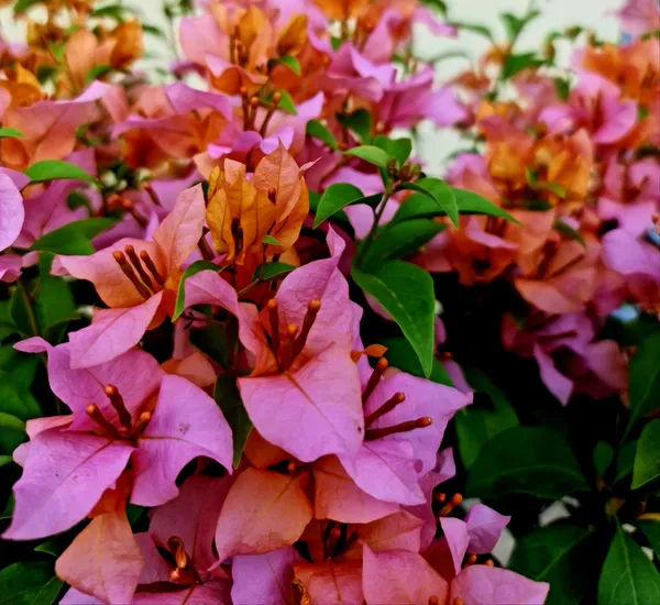 Hugh_Evans_Verigated_Bougainvillea_Plant_For_Gardening