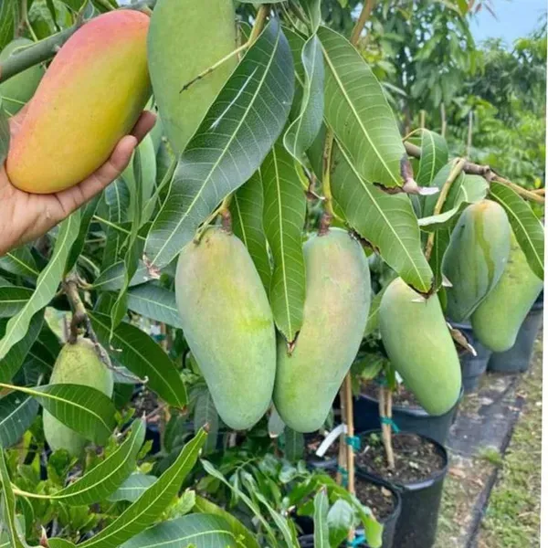 Qusai_Mango_Plant_(Hybrid_And_Grafted)