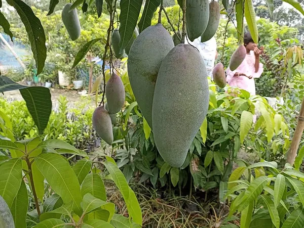 Qusai_Mango_Plant_(Hybrid_And_Grafted)