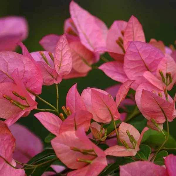Lady_Hudson_Bougainvillea_Plant_For_Gardening