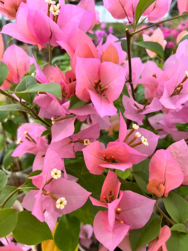Lady_Hudson_Bougainvillea_Plant_For_Gardening