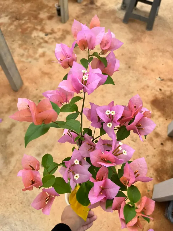 Lady_Hudson_Bougainvillea_Plant_For_Gardening