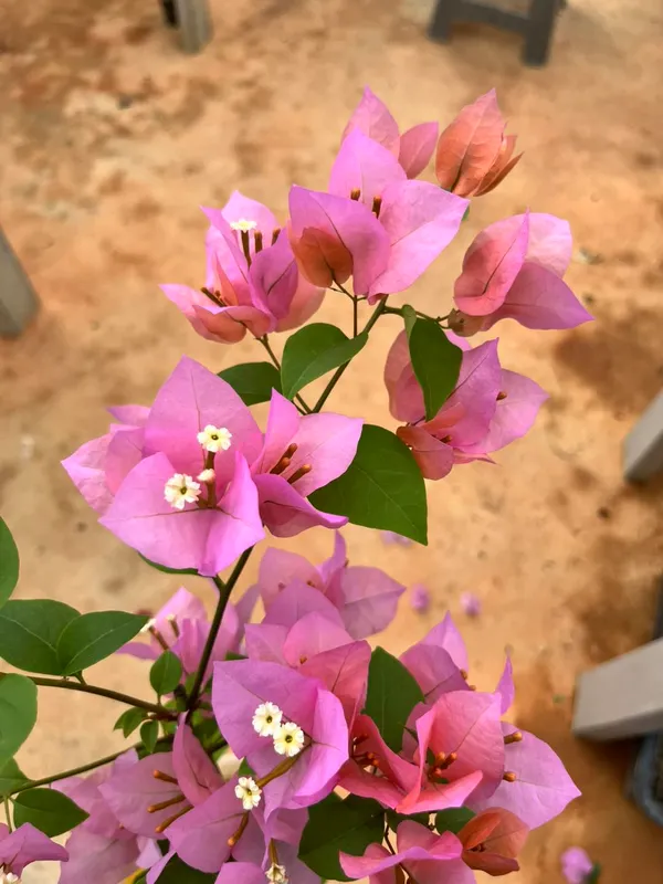 Lady_Hudson_Bougainvillea_Plant_For_Gardening
