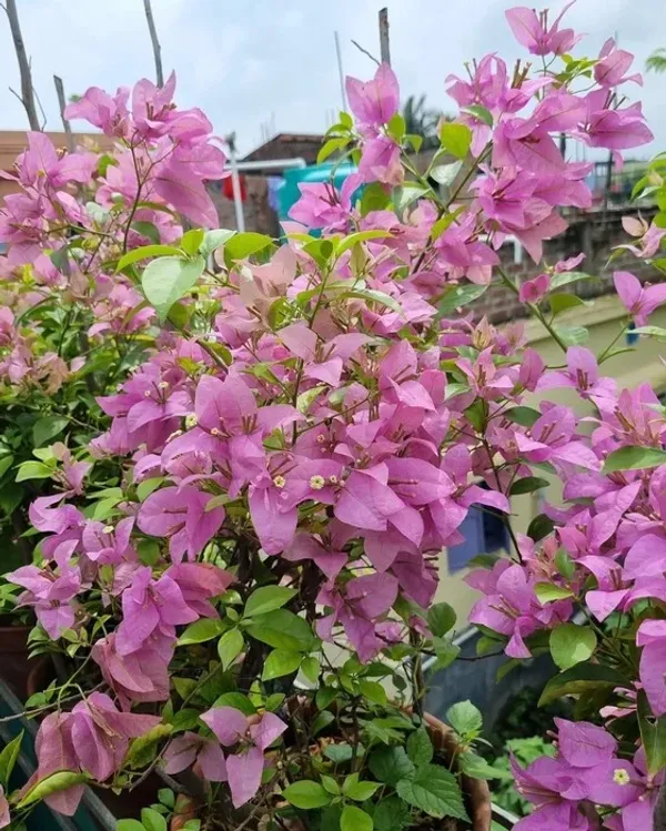 Formosa_Bougainvillea_Plant_For_Gardening