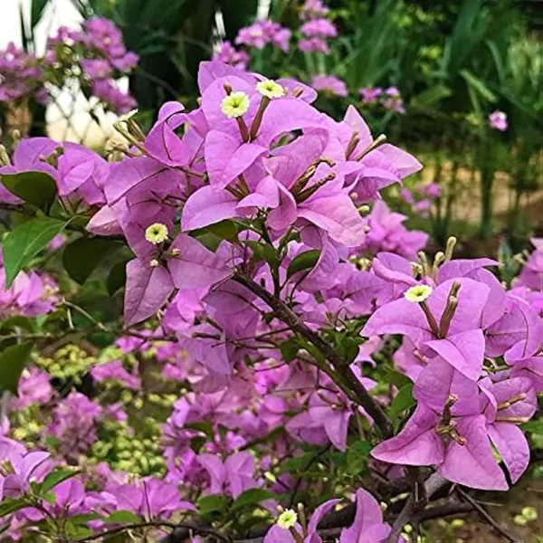 Formosa_Bougainvillea_Plant_For_Gardening
