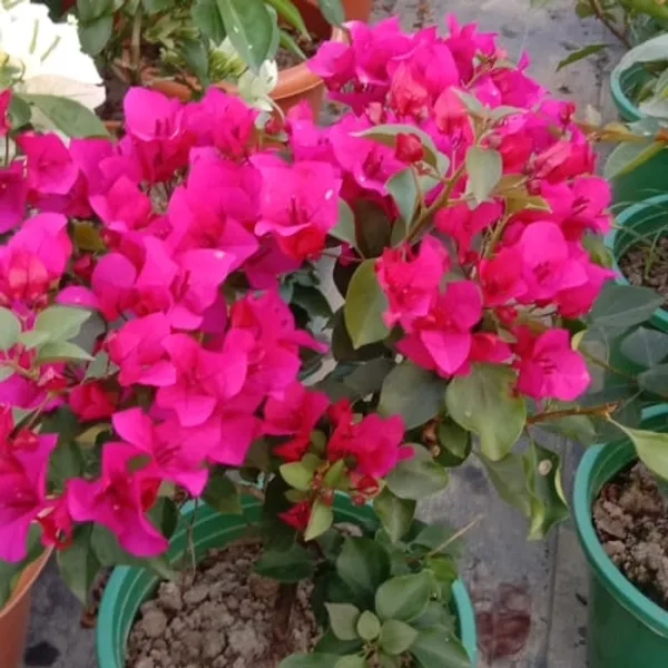 Mahatir_Peach_Bougainvillea_Plant_For_Gardening