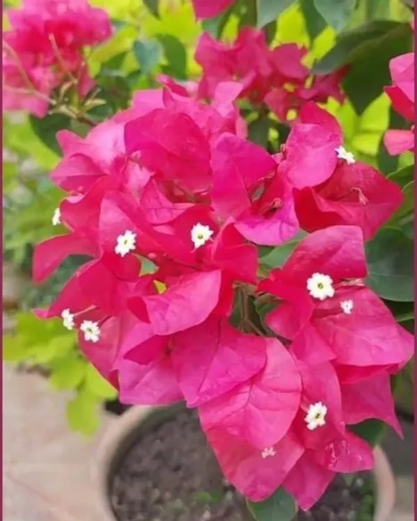 Mahatir_Peach_Bougainvillea_Plant_For_Gardening