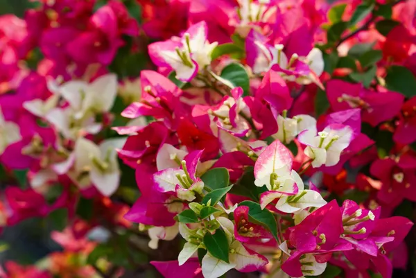 Three_Star_Bougainvillea_Plant_For_Gardening