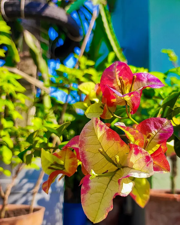 Three_Star_Bougainvillea_Plant_For_Gardening