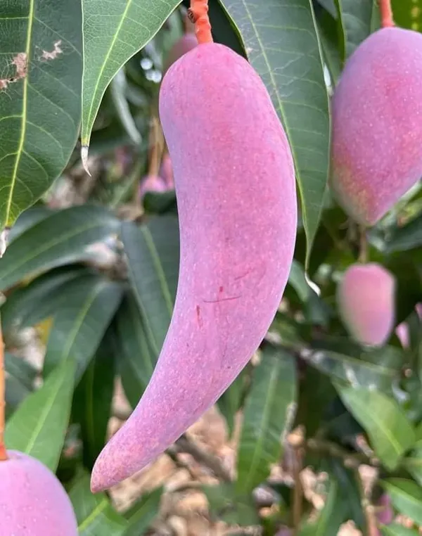 Chilli_Mango_Plant