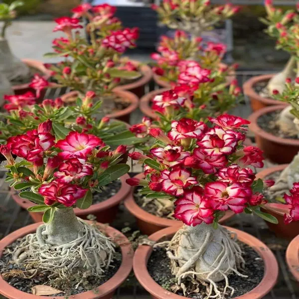 Adenium-Plant-Live-Combo-Without-Pot-Bonsai-Multi-Petal-Desert_Rose_(Set_of_6_plants)_|_(All_plants_are_seedling_plant)_Pack_of_6