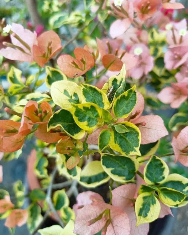 Tiwan_Girl_Bougainvillea_Plant_For_Gardening