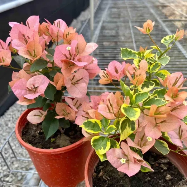 Tiwan_Girl_Bougainvillea_Plant_For_Gardening