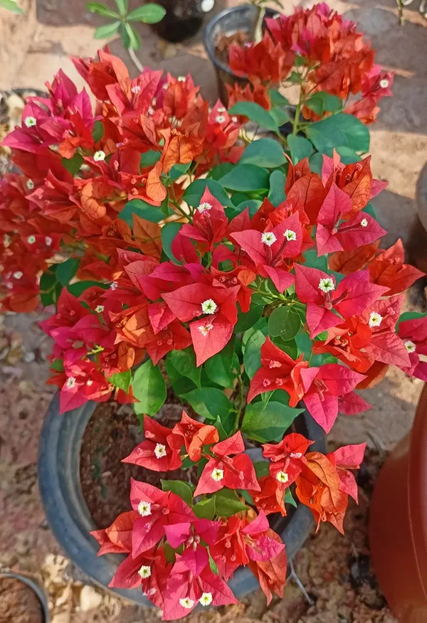Brizza_Red_Bougainvillea_Plant_For_Gardening