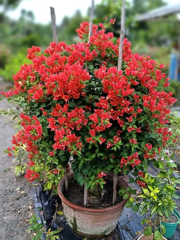 Brizza_Red_Bougainvillea_Plant_For_Gardening
