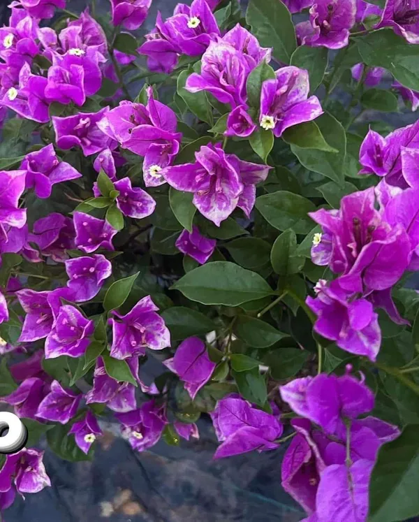 Butter_Cup_Bougainvillea_Plant_For_Gardening