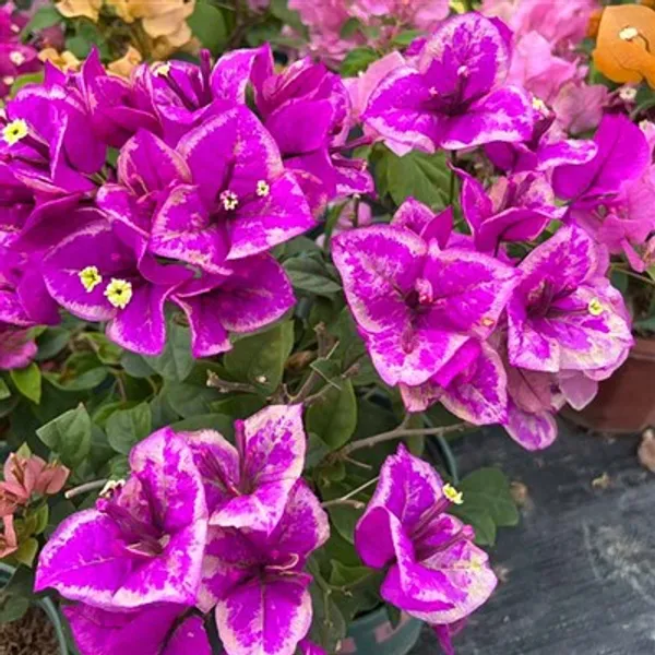 Butter_Cup_Bougainvillea_Plant_For_Gardening