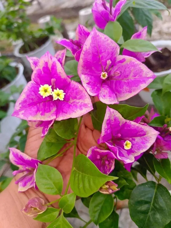 Butter_Cup_Bougainvillea_Plant_For_Gardening