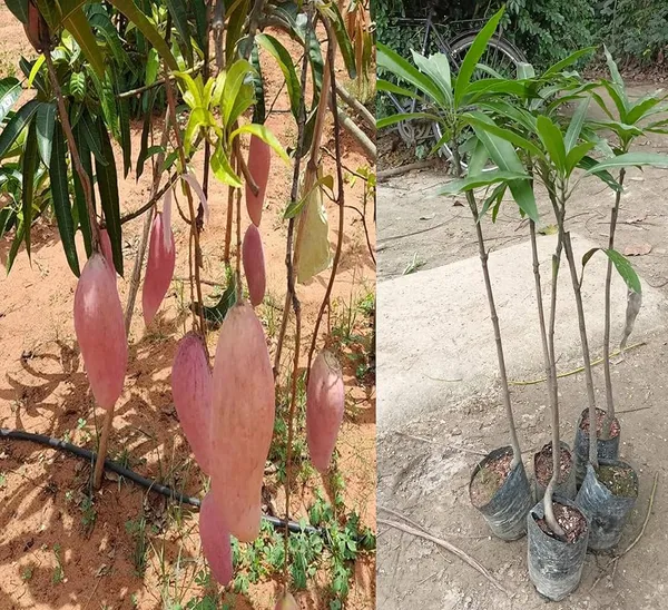Ivory_Red_Mango_Plant_(Hybrid_And_Grafted)