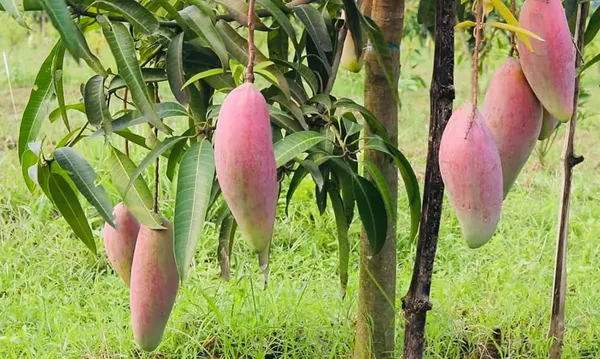 Ivory_Red_Mango_Plant_(Hybrid_And_Grafted)