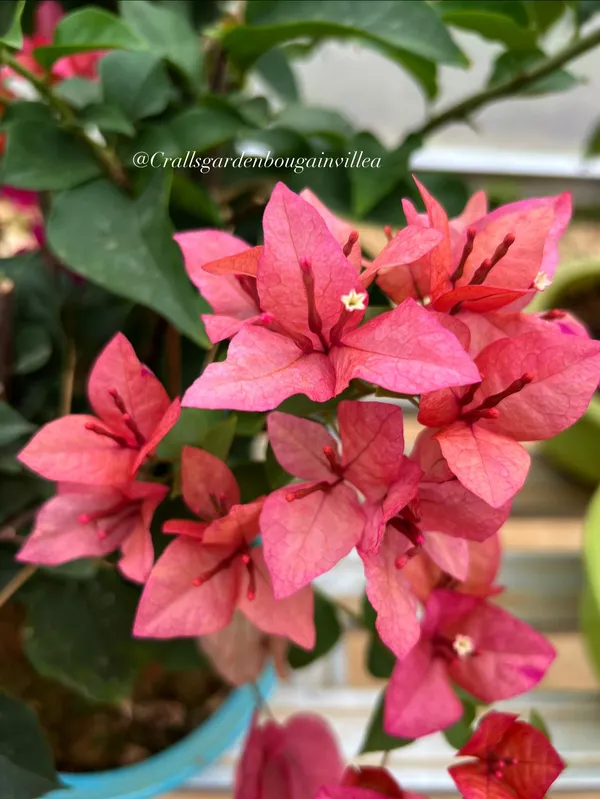 Pink_Alora_Bougainvillea_Plant_For_Gardening