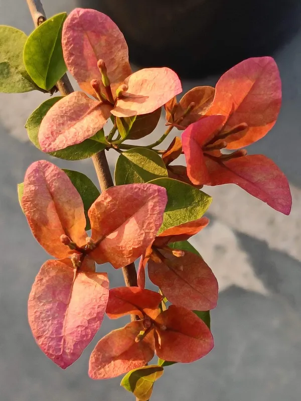Pink_Alora_Bougainvillea_Plant_For_Gardening
