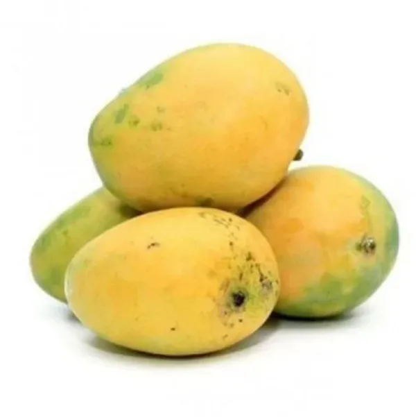 Baganpalli_Mango_Plant_(Hybrid_And_Grafted)