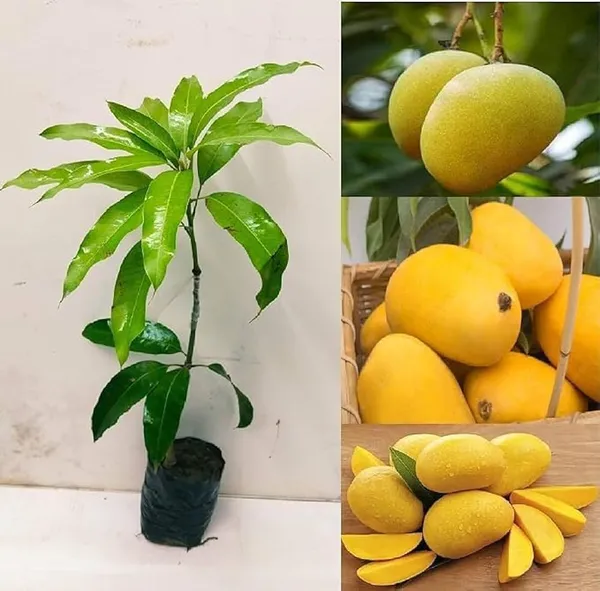 Baganpalli_Mango_Plant_(Hybrid_And_Grafted)