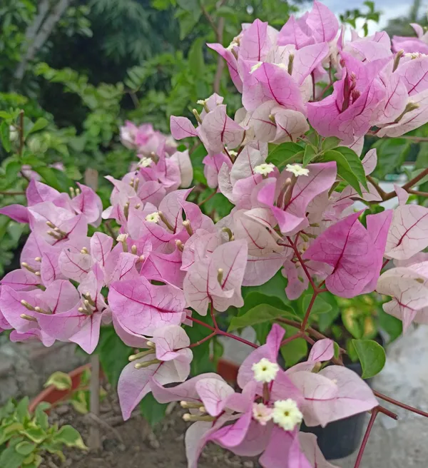 Chilli_Icecream_Bougainvillea_Plant_For_Gardening