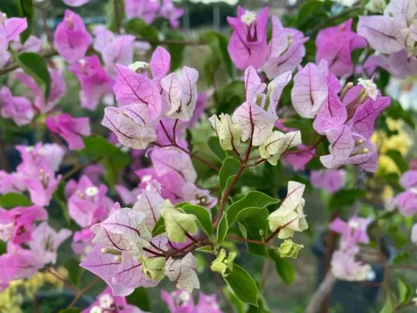 Chilli_Icecream_Bougainvillea_Plant_For_Gardening