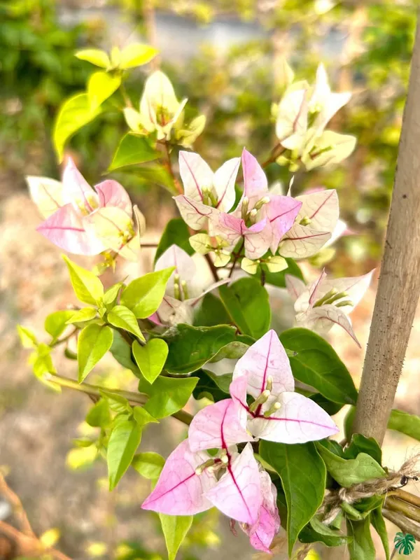 Chilli_Icecream_Bougainvillea_Plant_For_Gardening