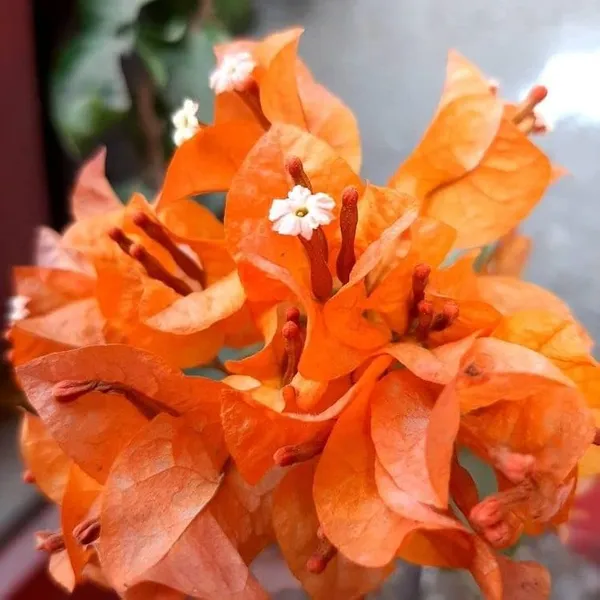 Luice_Orange_Bougainvillea_Plant_For_Gardening