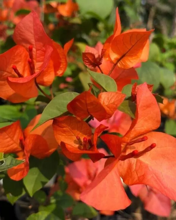 Luice_Orange_Bougainvillea_Plant_For_Gardening