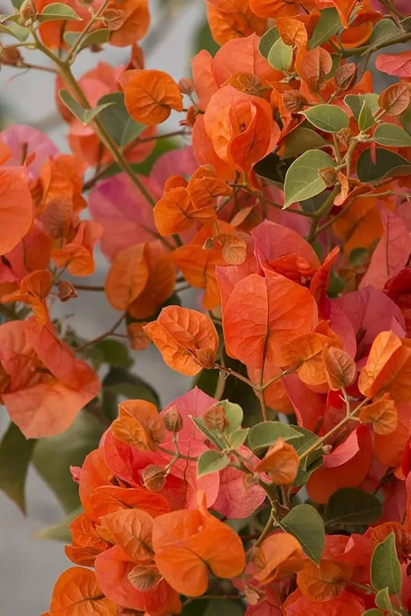 Luice_Orange_Bougainvillea_Plant_For_Gardening