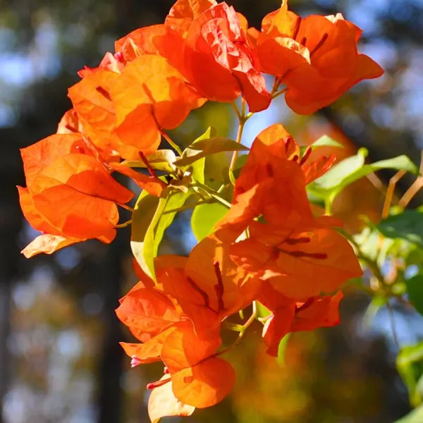 Luice_Orange_Bougainvillea_Plant_For_Gardening