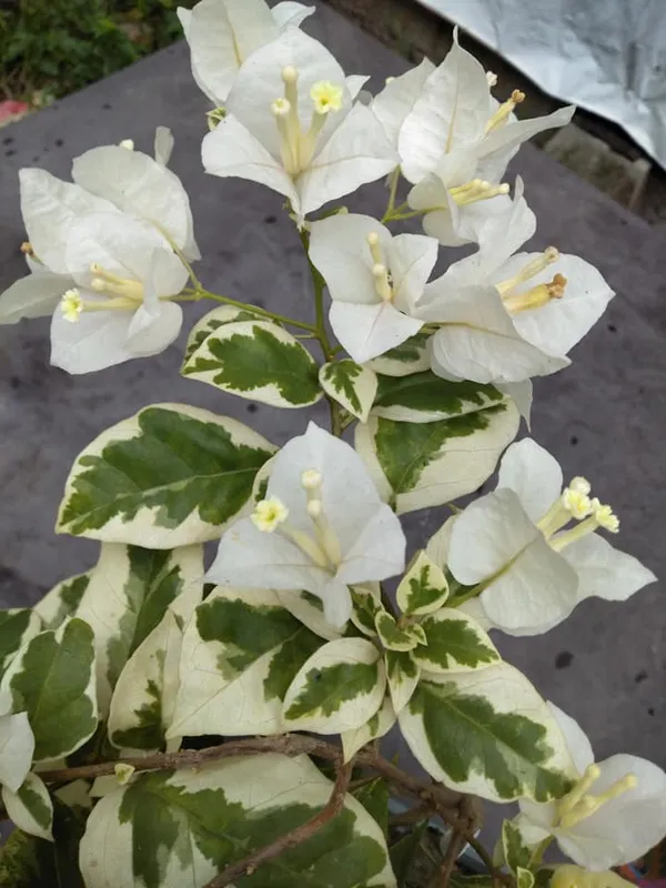 Ssb_White_Bougainvillea_Plant_For_Gardening