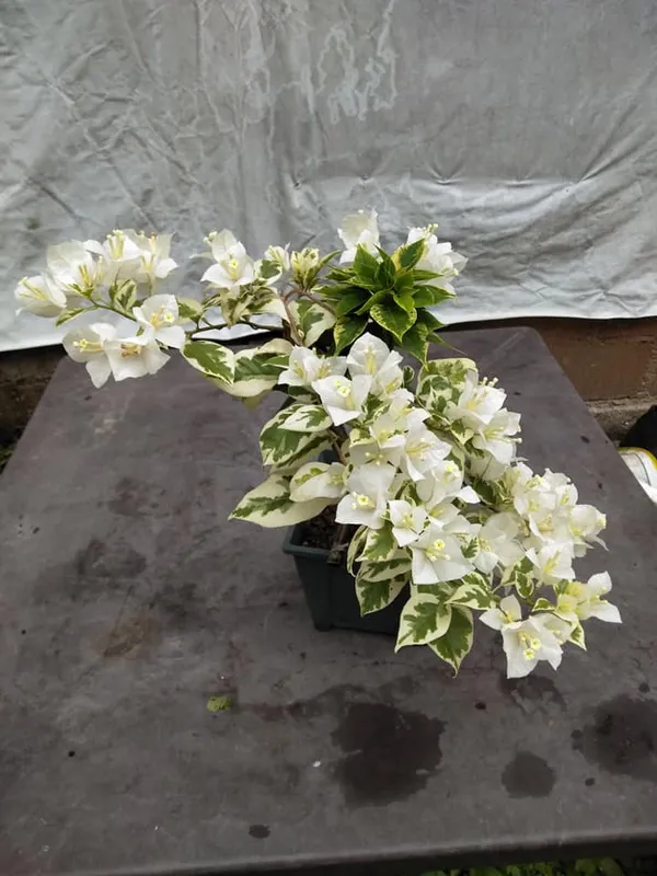 Ssb_White_Bougainvillea_Plant_For_Gardening