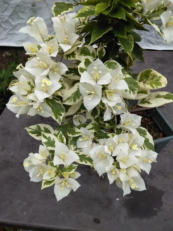 Ssb_White_Bougainvillea_Plant_For_Gardening