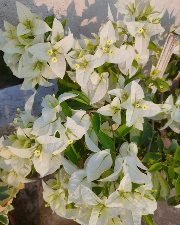 Miss_Alice_Bougainvillea_Plant_For_Gardening