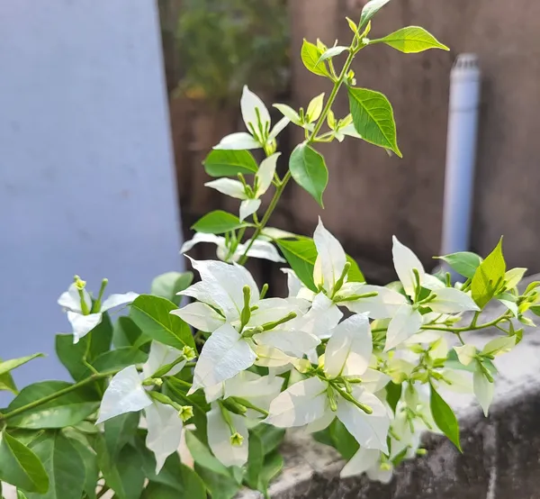 Miss_Alice_Bougainvillea_Plant_For_Gardening