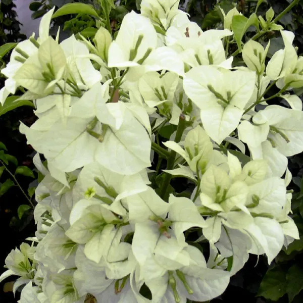 Miss_Alice_Bougainvillea_Plant_For_Gardening