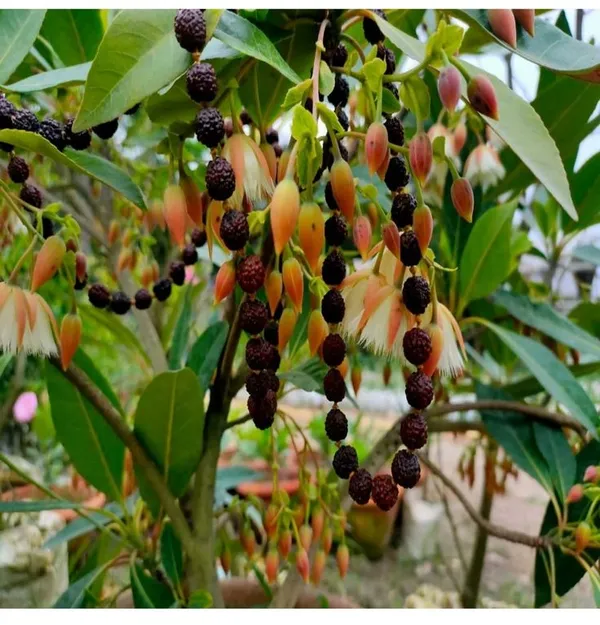Hybrid_rudraksha_plant