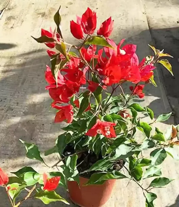 Flame_Pink_Bougainvillea_Plant_For_Gardening