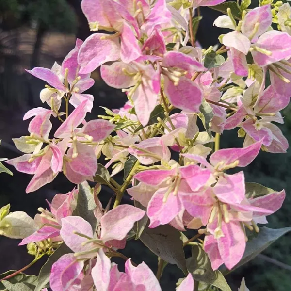 Coral_Masuri_Bougainvillea_Plant_For_Gardening