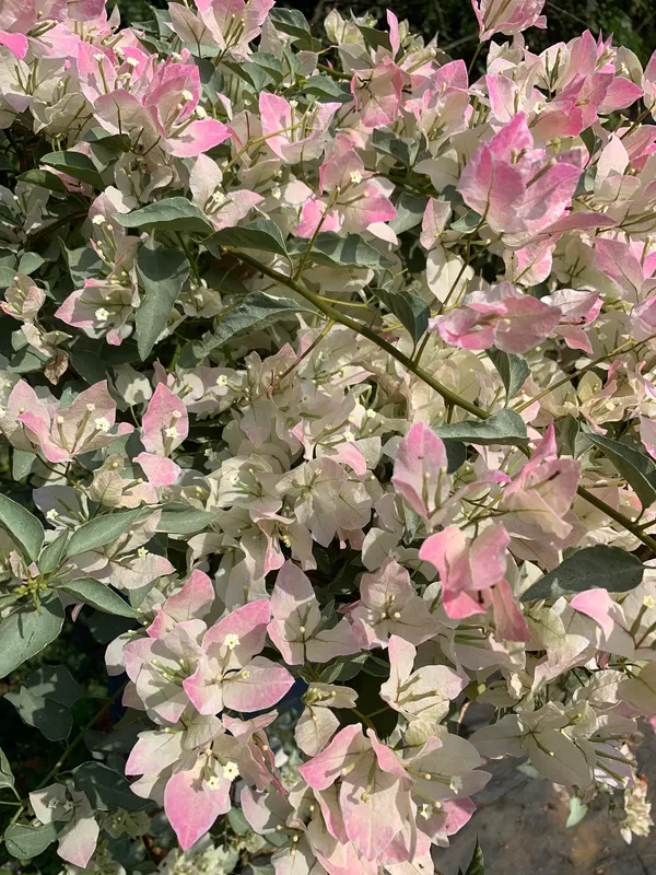 Coral_Masuri_Bougainvillea_Plant_For_Gardening