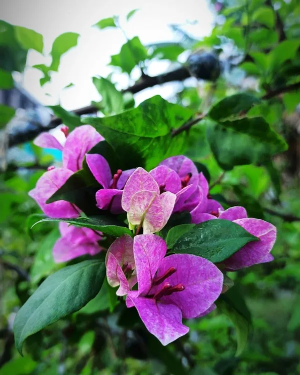 Violet_September_Bougainvillea_Plant_For_Gardening