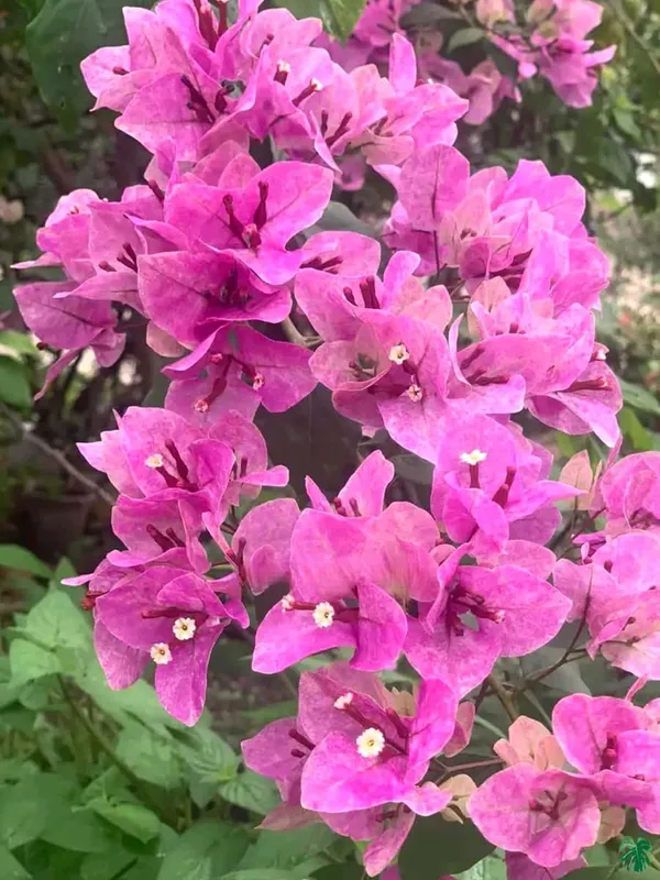 Violet_September_Bougainvillea_Plant_For_Gardening