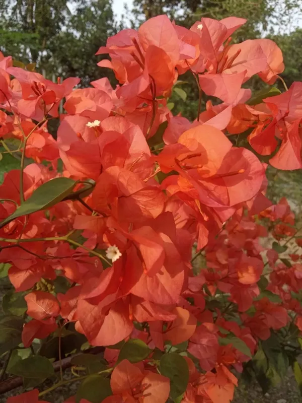 Elilenker_Star/Orange_King_Bougainvillea_Plant_For_Gardening